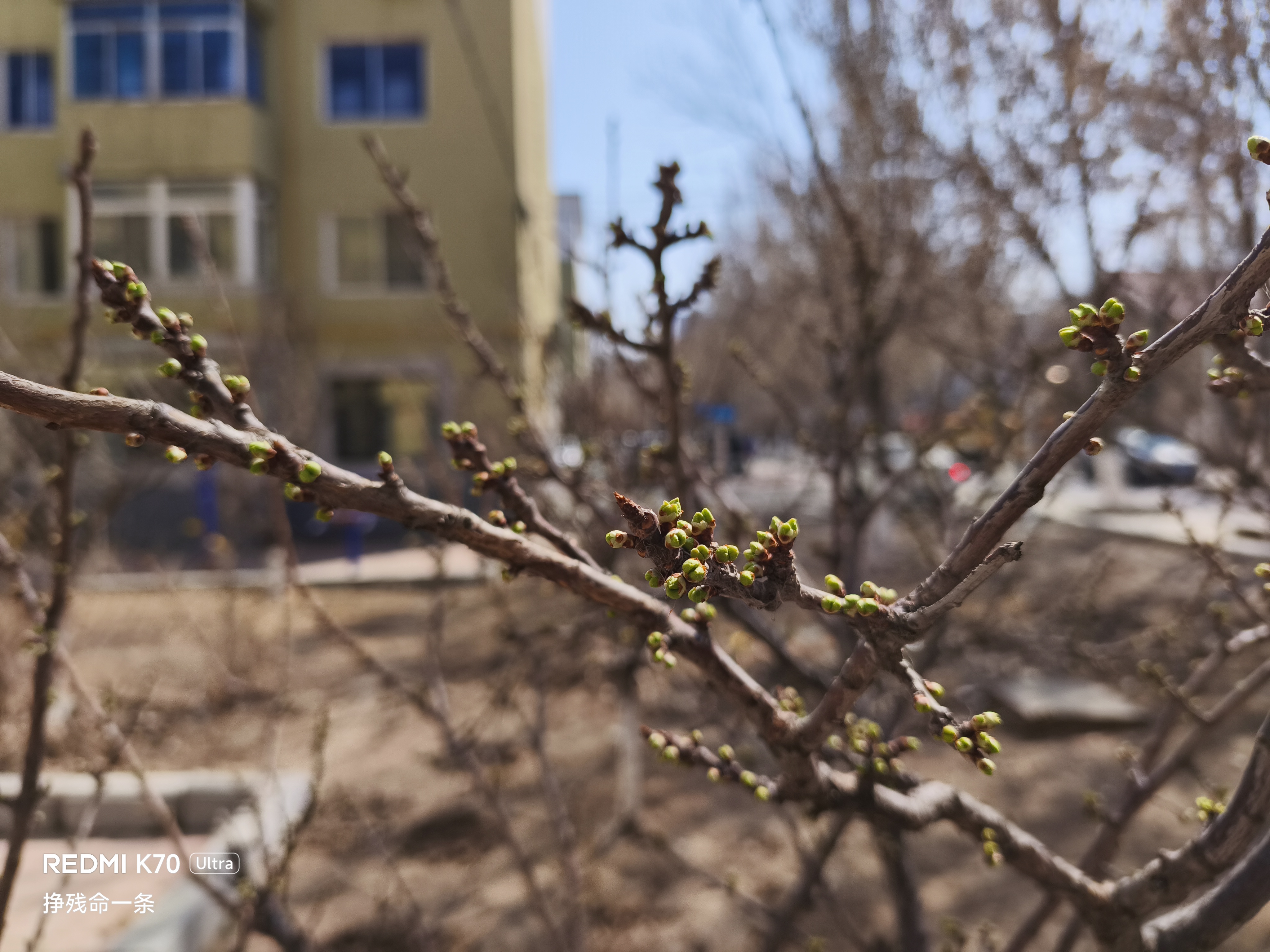 东北已经开始绿了。😇