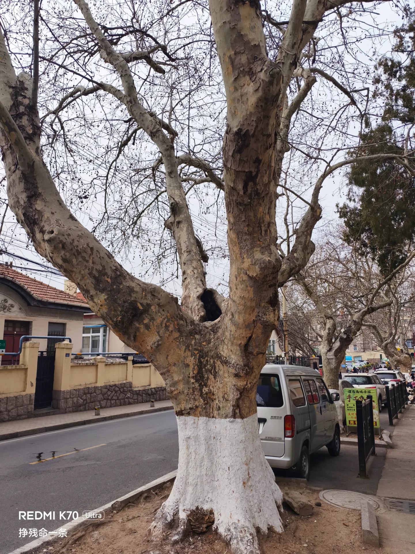 好粗的树，中间都烂了