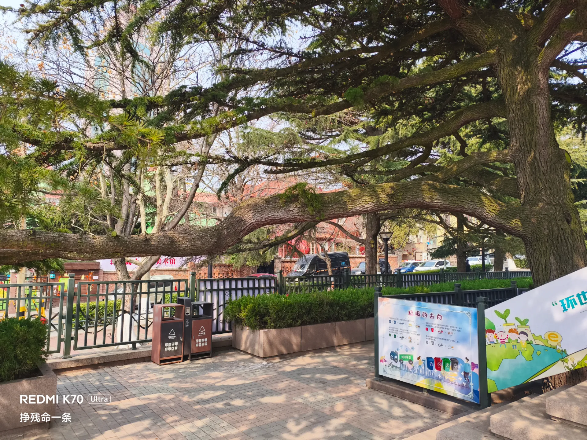 这树真得不会倒吗？