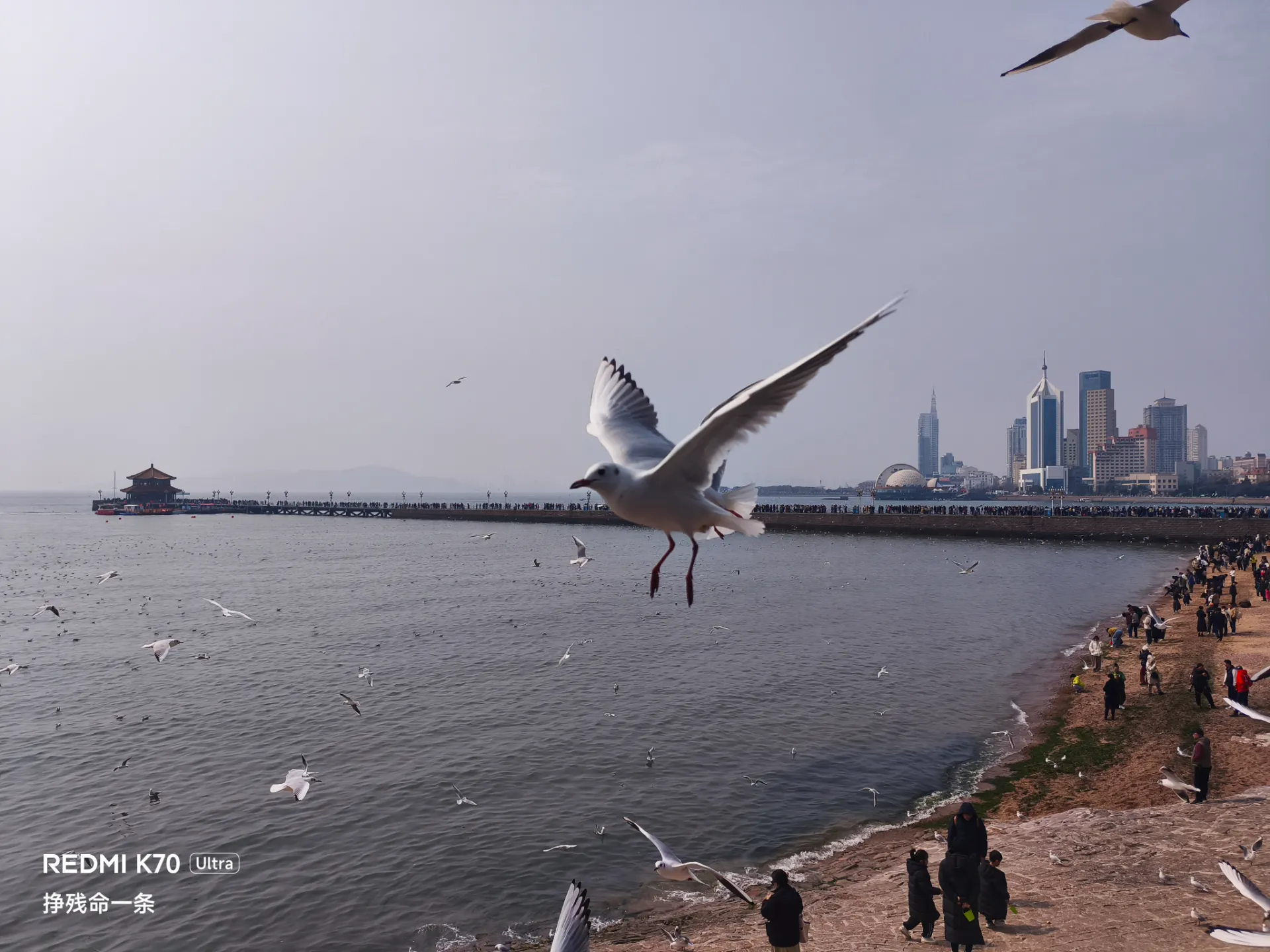 栈桥的海鸥好多